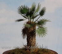 Palm Leaves Dry - Type II